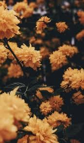 35 Most Beautiful Flower Wallpapers Dailypinmag Flower Phone Wallpaper Cute Tumblr Wallpaper Beautiful Flowers Wallpapers