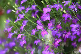 The armenian genocide forget me not, which symbolizes the millions of people killed during the early 1900s, is designed with purple petals. Purple Forget Me Not Flowers In A Big Bush Stock Photo Picture And Royalty Free Image Image 15796247