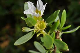 Image result for Pemphis