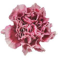 Blushing Victorian Carnation Flowers Fiftyflowers Com Carnation Flower Carnations Pink Carnations