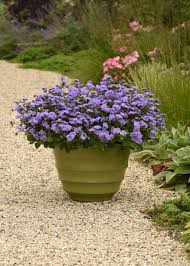 Image result for Ageratum