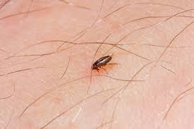 Now pest control types : Home Pest Control Services Blackburn Call 01254 492 108