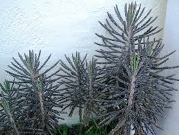 Image result for Bryophyllum tubiflorum