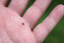 Image result for infected tick bite
