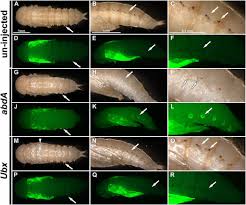 ⬇ download insect green with transparent wings and golden eyes. Insects Flew Before Anything Else Did So How Did They Get Their Wings The New York Times
