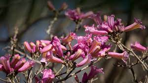 Over 300 varieties of trees and shrubs available. Pink Trumpet Tree San Diego Zoo Animals Plants