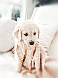 Aesthetically pleasing dog pictures icon: Aesthetic Colored Dog Pfp Perros Y Cachorros Lindos Perros Bonitos Perros Mascotas
