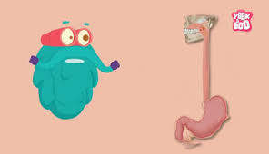 Gamma butyrolactone is a chemical. Cartoon Digestive System Pictures For Kids