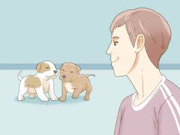 By the time a pit bull puppy is 8 to 10 weeks old, the breeder will have supplemented his milk with a puppy feed. 3 Ways To Take Care Of A Pitbull Puppy Wikihow