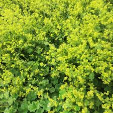 Image result for Alchemilla microbetula