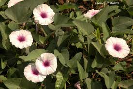 Image result for Ipomoea aquatica