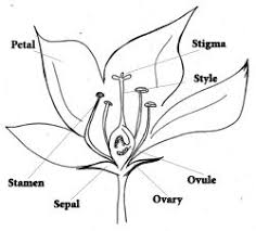 Flower Cross Section Drawing With Petal Stamen Sepal Ovary Ovule Style And Stigma Labelled Planting Flowers Plants Flowers