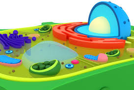 (2001) comparison of plant & animal cells. Plant Cell 3d Model 9 Max Obj Fbx 3ds Blend Free3d
