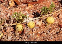 Image result for Cucumis myriocarpus