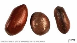 Image result for Monodora