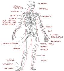Students will use the skeleton diagram below to help them find the locations and names of the bones. Http Thefuturelab Org 2011 02 01 716 Jp Carousel 725 Human Body Worksheets Human Skeleton Anatomy Anatomy Coloring Book