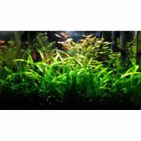 Membuat akuarium berisi tanaman di rumah bisa menjadi hobi yang menarik dan bermanfaat. Jual Paket Aquascape Di Surabaya Harga Terbaru 2021