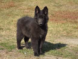 Belgian Sheepdog For Sale Belgian Sheepdog Puppies Sheep Dog Puppy Belgian Sheepdog Belgian Shepherd Puppies