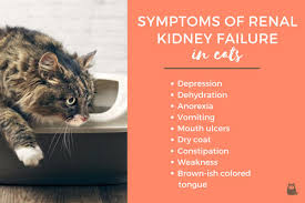 The first sign to look out for is a loss of appetite in cats or anorexia. Symptoms Of Kidney Disease In Cats Hubpages
