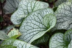 Image result for Isoglossa cyclophylla