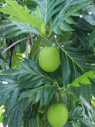 We did not find results for: Nut In My Backyard Southwest Florida Gardens Can Grow Plenty More Than Tropical Fruits