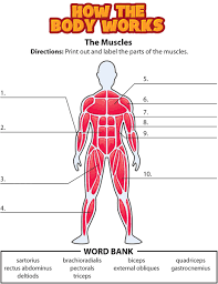 Human anatomy picture organs human body parts pictures for kids science pinterest human. Pin On Anatomy Charts For Artists