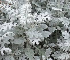 Senecio Cineraria Dusty Miller Dusty Miller Pretty Plants Big Leaf Plants