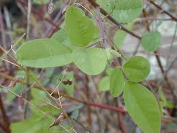 Image result for Desmodium tortuosum