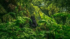 Image result for Brazzeia