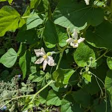 Image result for Lagenaria siceraria