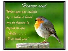 Bird Hit Window Still Alive Meaning Pin By Sue Curtis On Robin Lcfc Ali Champion Loved One In Heaven First Love Losing A Pet