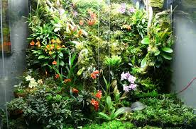 The Orchidarium Project Orchid Terrarium Plants Orchids