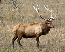 Elk Wikipedia
