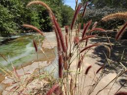 Image result for Setaria sphacelata
