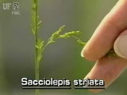 Image result for Panicum hymeniochilum