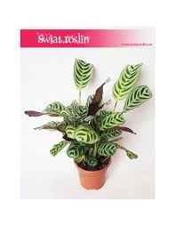 Image result for Ktenante Ctenanthe