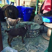 16 Best Goat Pen Ideas Goat Pen K9 Grass Foreverlawn
