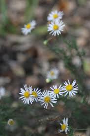 Image result for Felicia muricata