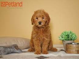 We pride ourselves on not only having phenomenal animals, but a breeding program that produces consistently healthy puppies with tremendous temperaments. Mini Goldendoodle Puppies For Sale Florida News At Puppies Api Ufc Com