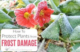 What can i do to save the flowers? How To Protect Plants From Frost Damage Frost Protection For Plants Cold Weather Flowers Plants
