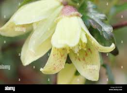 Image result for Ctenitis cirrhosa