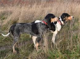 Image result for jurský honič