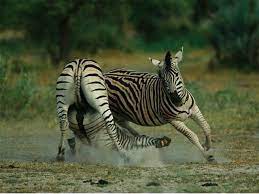 Wild Animals Pictures Wild Animals Pictures Wild Animal Wallpaper Animals Wild