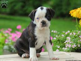 Border collie puppies for sale in cape townpuppies have been vaccinated and vet checkedpuppies are available for collection from 18th february 2021 when they will be 8 weeks old boston terrier pups for sale. Boston Terrier Mix Puppies For Sale Greenfield Puppies