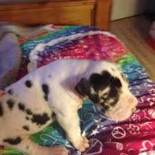 Listing provided by mls of southern arizona. Akc European Great Dane Puppies For Sale In Glendale Arizona Classified Americanlisted Com