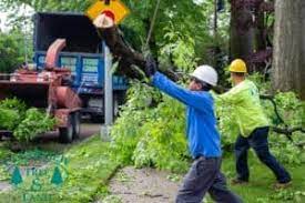 At long island best tree service, we always go out on a limb for our clients! Long Island Tree Service Company Nyc Clearview Tree Land Corp