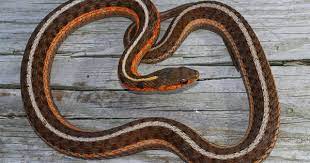 Eastern Garter Snake Thamnophis Sirtalis Snake Reptiles Snake Lovers