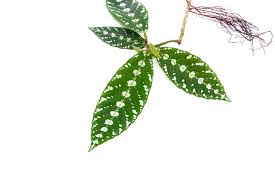 Image result for Leea