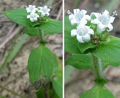 Image result for Richardia scabra