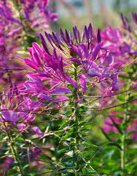 Image result for Cleome elegantissima